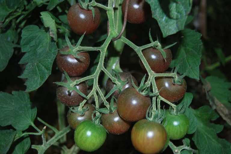 Описания лучших сортов томатов для отдельных регионов на 2021 год