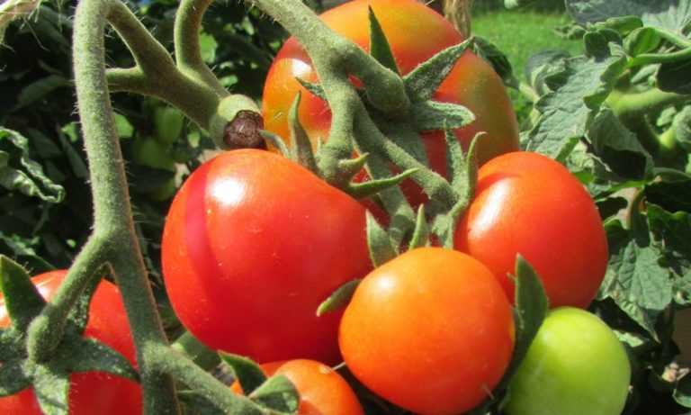Лучшие сорта помидоров для подмосковья для теплиц из поликарбоната на 2019 год с фото, описанием отзывы