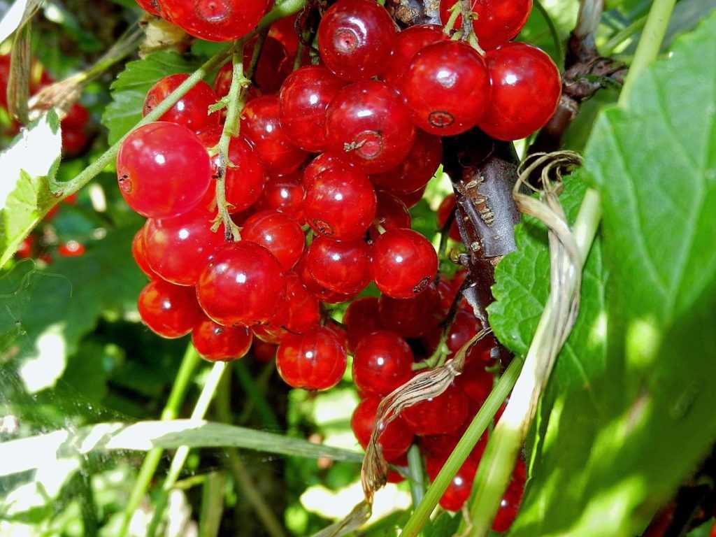 18 сортов красной смородины - лучшие с крупными ягодами