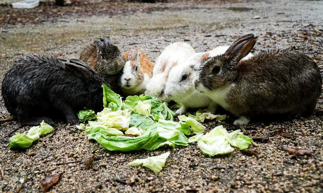 15 интересных фактов о кроликах