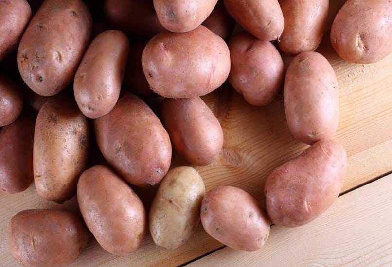 Урожайные сорта картофеля для средней полосы россии