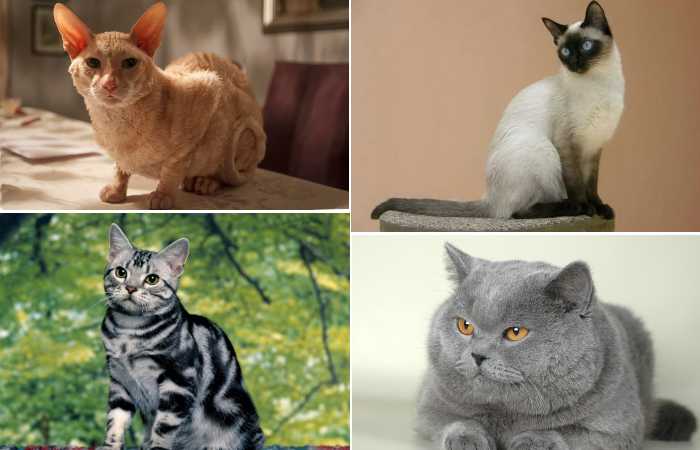 Самые добрые породы кошек — описание и фото