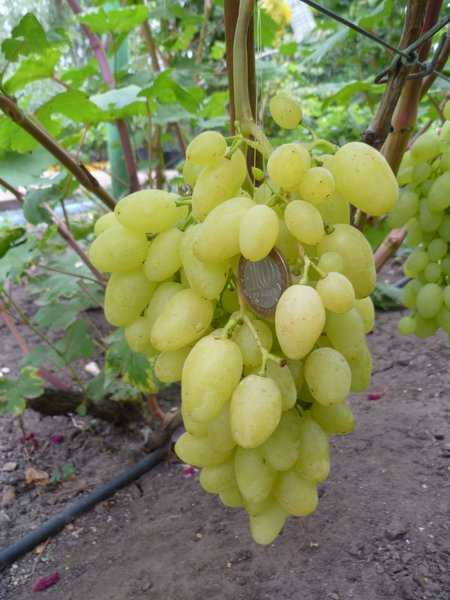 Лучшие сорта саженцев винограда для подмосковья