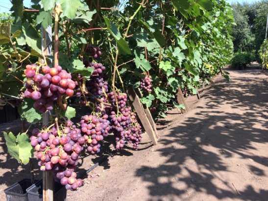 Лучшие сорта винограда для подмосковья и средней полосы россии