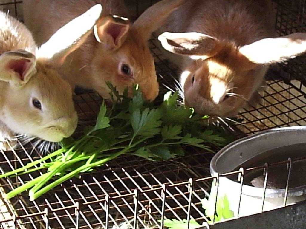 Что едят карликовые кролики: разрешенные и запрещенные корма, особенности кормления
