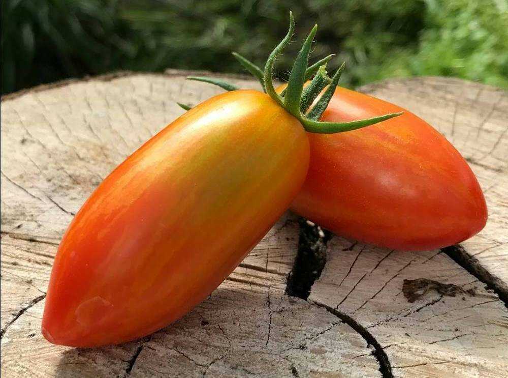 Лучшие сорта томатов для засолки и консервирования, описание сортов помидор