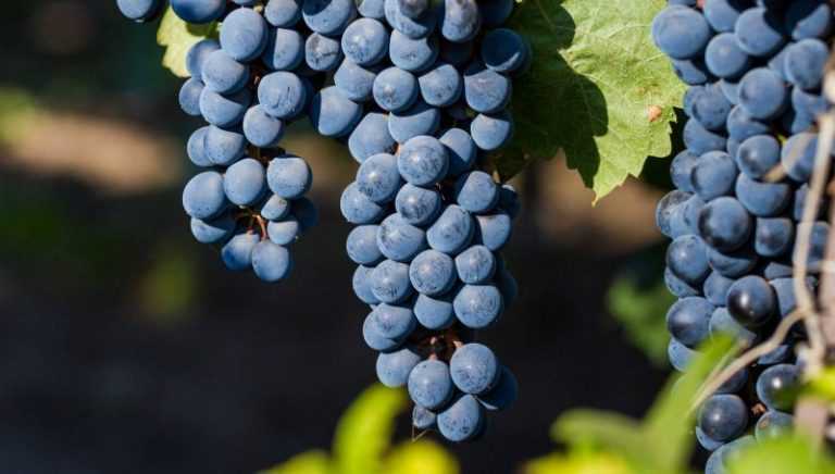 Лучшие сорта винограда для производства вина. какие подойдут для подмосковья и сибири – сайт о винограде и вине