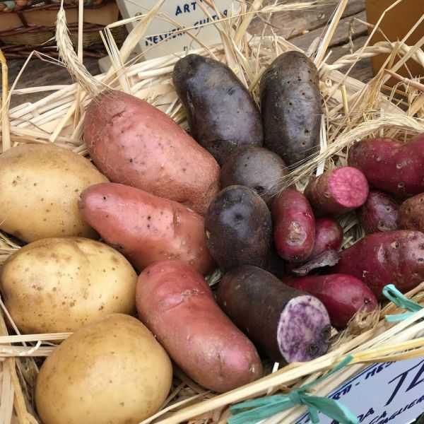 Лучшие сорта картофеля для Подмосковья, средней полосы, северных регионов   по отзывам садоводовлюбителей и экспертов Описание лучших сортов картошки, фото, отзывы