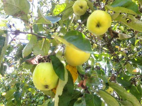 Популярные ранние сорта яблонь для подмосковья с фото и описанием
