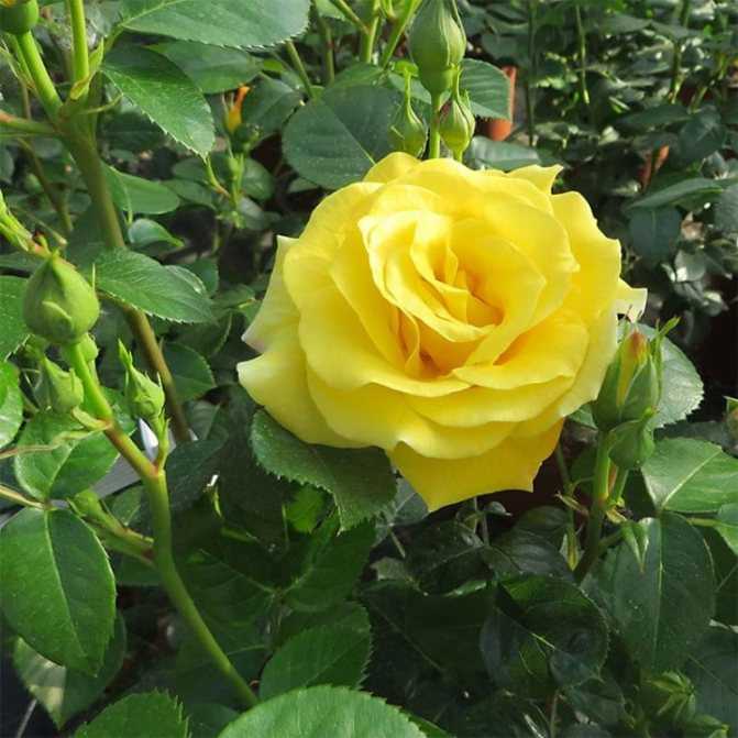 Лучшие сорта чайногибридных роз для Подмосковья, средней полосы, СевероЗапада, северных регионов   по отзывам садоводовлюбителей и экспертов Описание лучших сортов чайногибридных роз, фото, отзывы