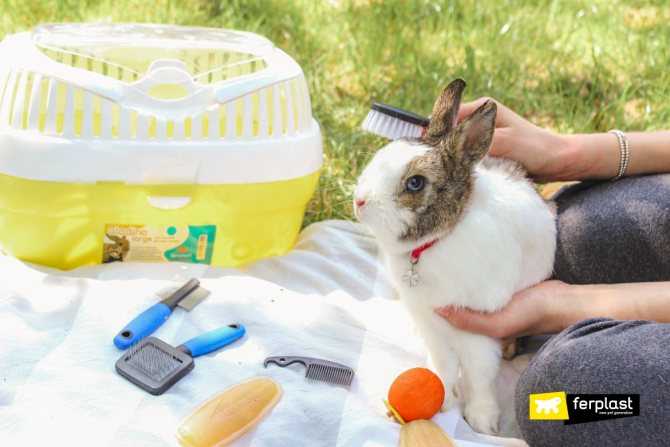 Чем можно кормить декоративного кролика в домашних условиях