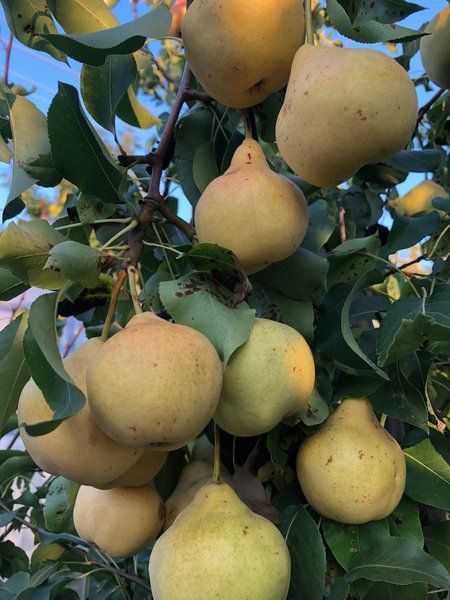 Лучшие сорта груш: рейтинг по срокам, размерам плодов и дерева