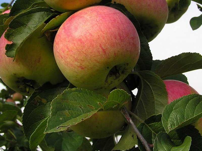 Лучшие сорта яблонь для Подмосковья, севера, южных регионов   описание лучших сортов яблонь, фото, отзывы садоводов