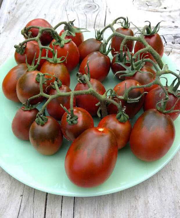 Новые лучшие сорта томатов на 2021 по вкусовым качествам для теплиц и открытого грунта: сюрпризы и находки селекционеров