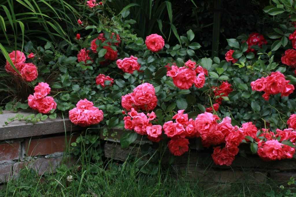 Лучшие почвопокровные розы для Подмосковья, средней полосы, южных регионов   по отзывам садоводов и экспертов Описание лучших сортов почвокровных роз, фото, отзывы