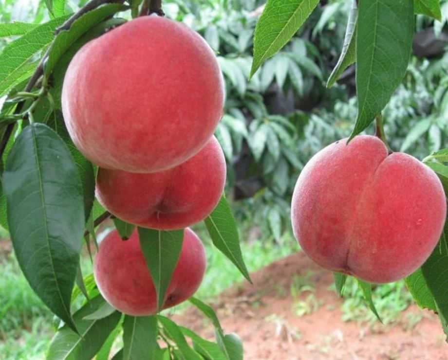 Сорта персиков: описание внешнего вида и советы по выращиванию в домашних условиях. 135 фото с названием
