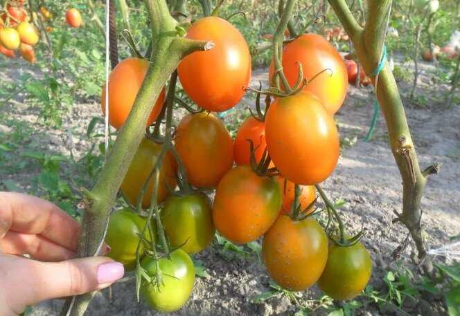 Топ-30 лучших сортов томатов для консервации