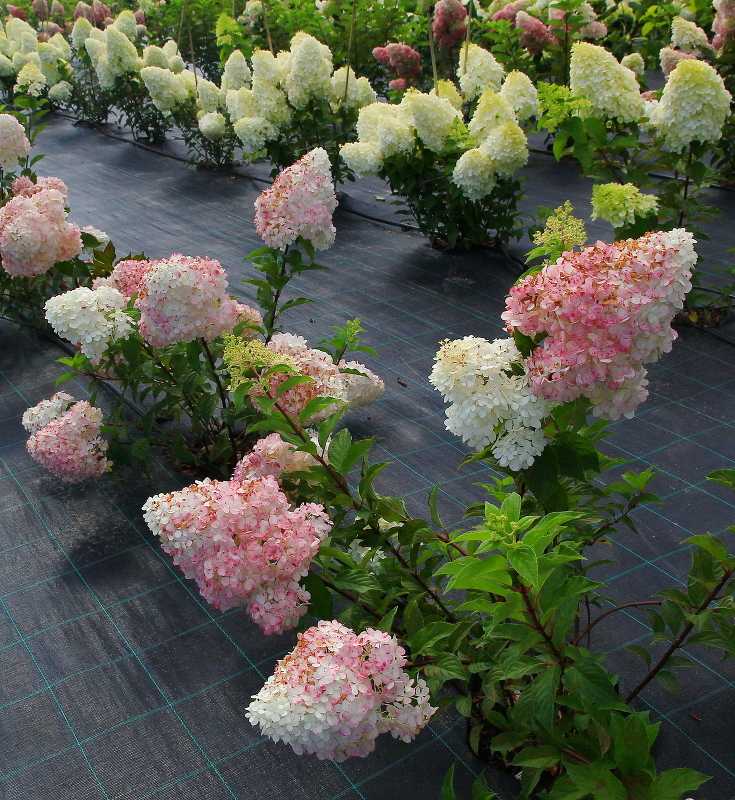 Морозоустойчивые сорта гортензий: какой цветок самый зимостойкий, до 40 градусов, описание сорта и фото