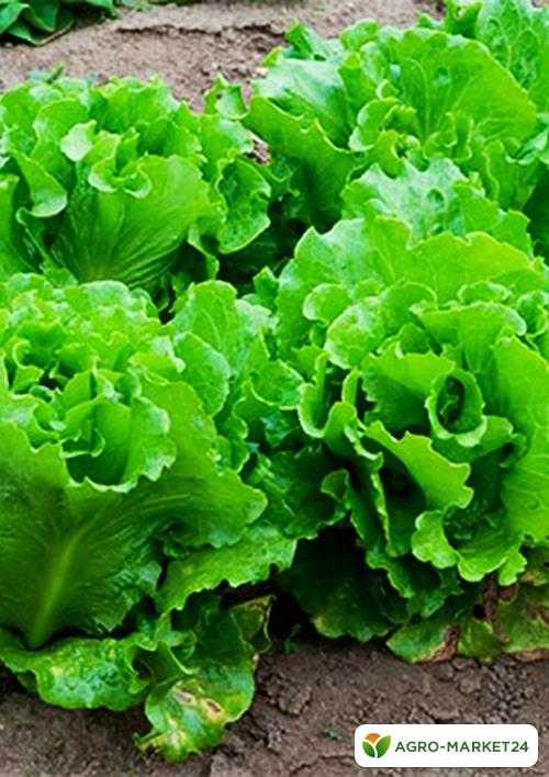 9 лучших овощных салатов, которые стоит посеять уже в этом сезоне. описание, сорта, фото — ботаничка.ru