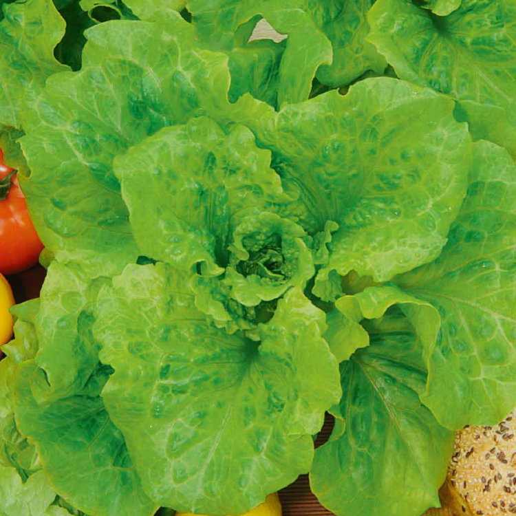 Виды и сорта листового салата: разновидности и названия, ранние и лучшие