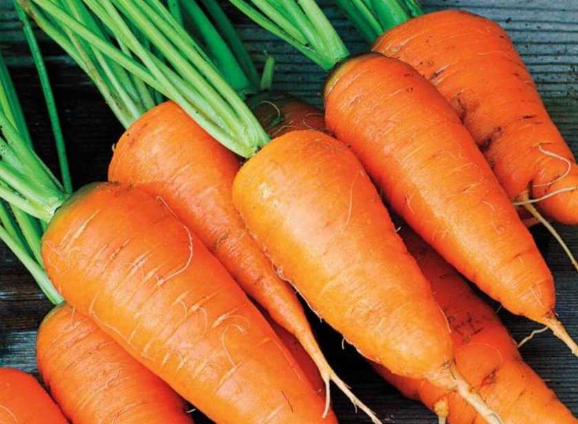 Лучшие сорта моркови, топ-10 рейтинг хороших сортов моркови