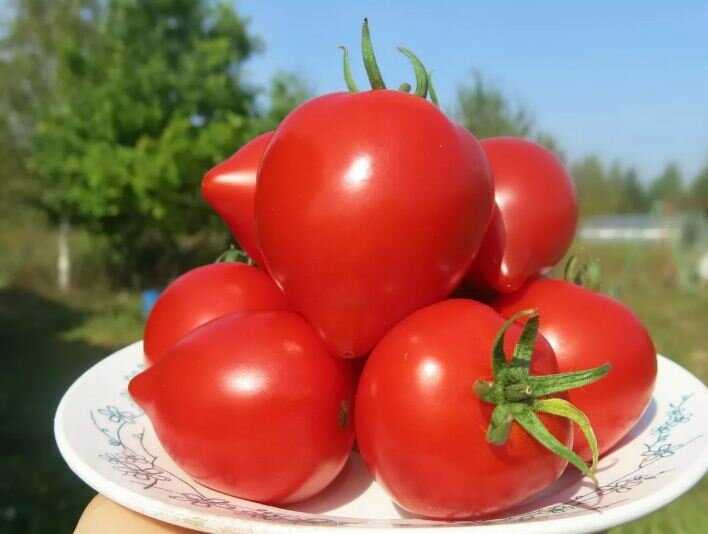 Лучшие сорта засолочных помидоров