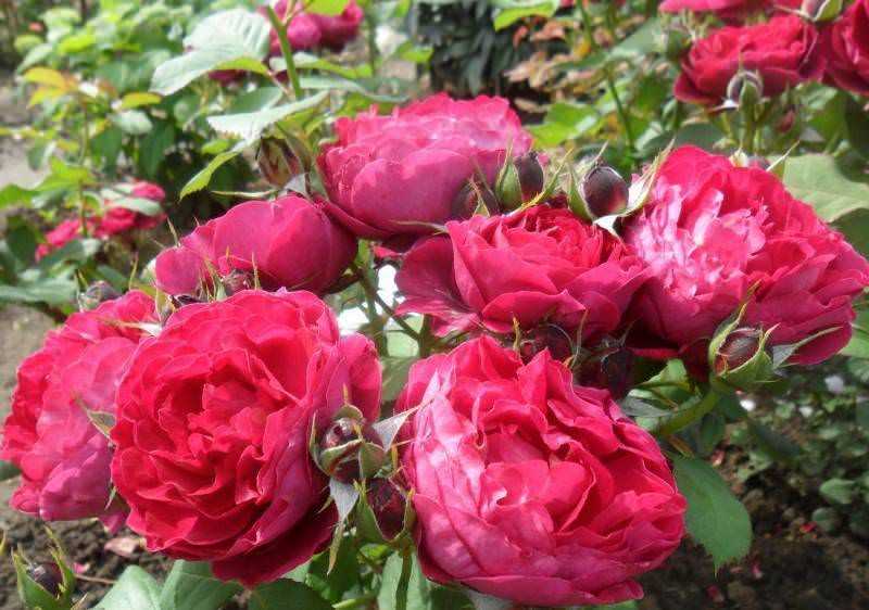 Розы флорибунда сорта фото описание