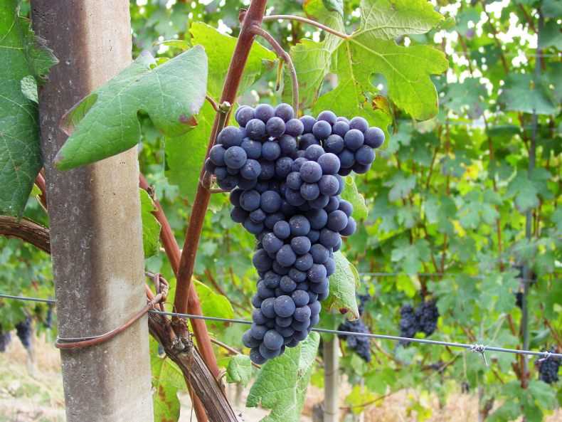Лучшие винные сорта белого винограда, фото