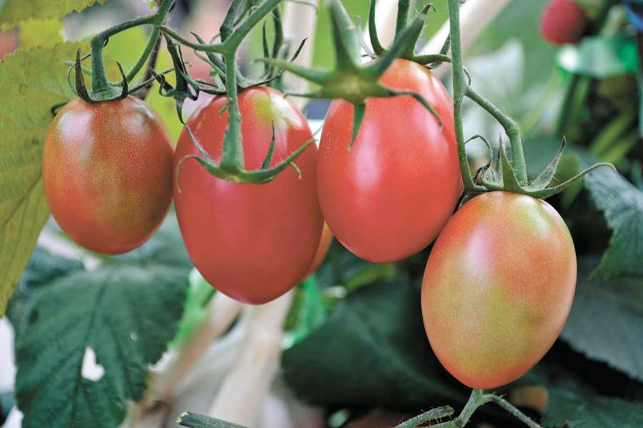 Лучшие сорта томатов на 2021 год: самые урожайные наименования для отдельных регионов, их подробное описание с фотографиями
