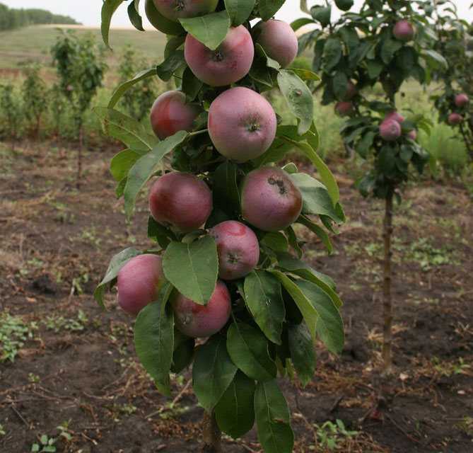 Колоновидная яблоня - сорта, уход и выращивание (фото)