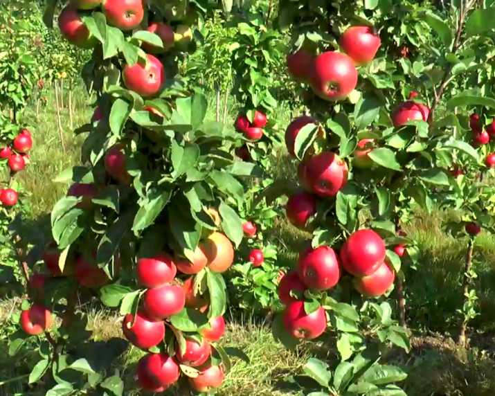 Лучшие сорта колоновидных яблонь: фото и описание