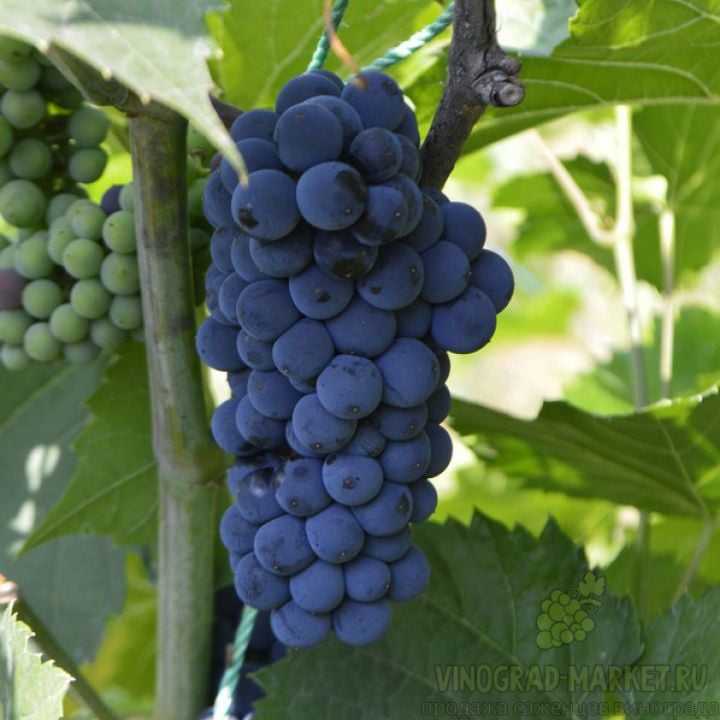 Лучший сорт винограда, топ-10 рейтинг хороших сортов винограда