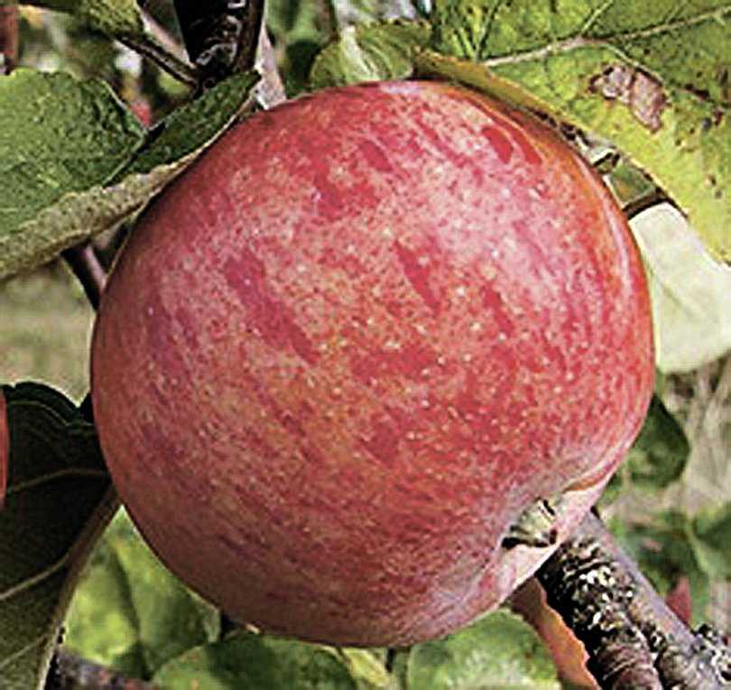 Яблони для подмосковья лучшие сорта: описание и отзывы