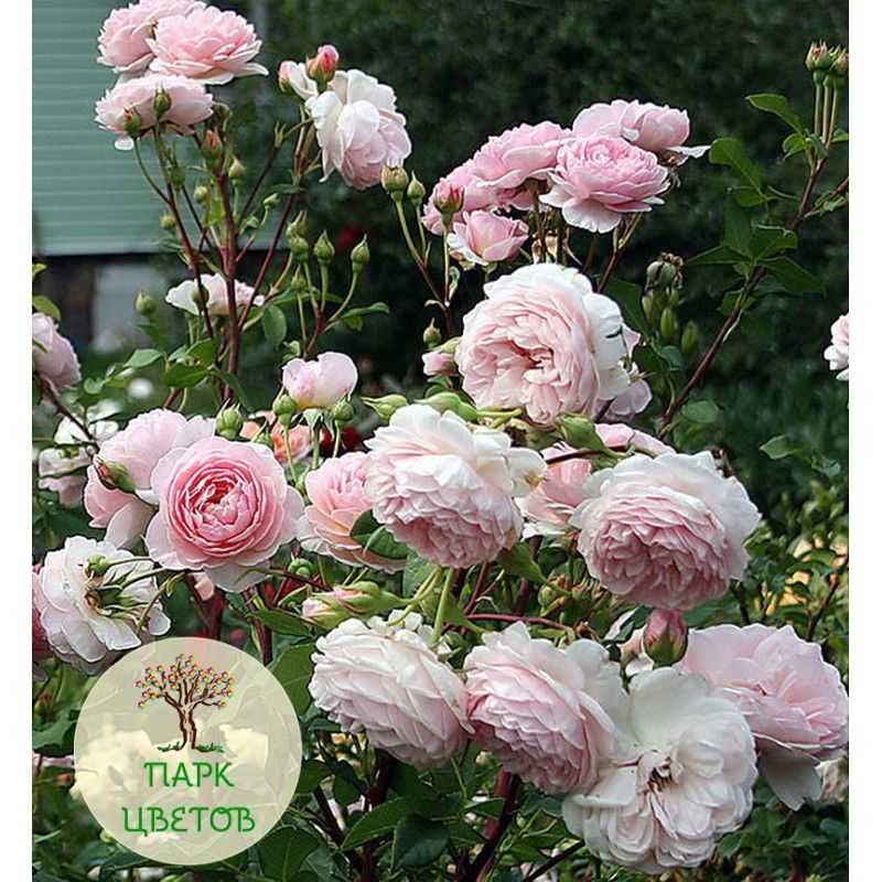 Лучшие английские розы Остина  по отзывам садоводов Достоинства и недостатки популярных сортов