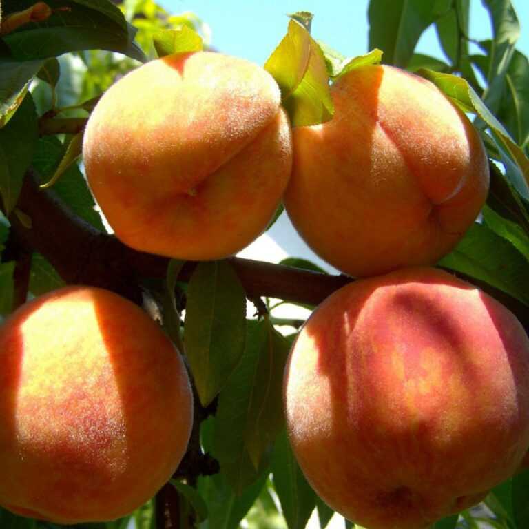 Сорта персиков. 15 лучших с фото и описанием –