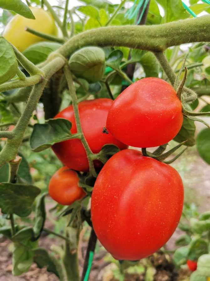 Топ-10 лучших сортов томатов для открытого грунта – рейтинг 2020 года