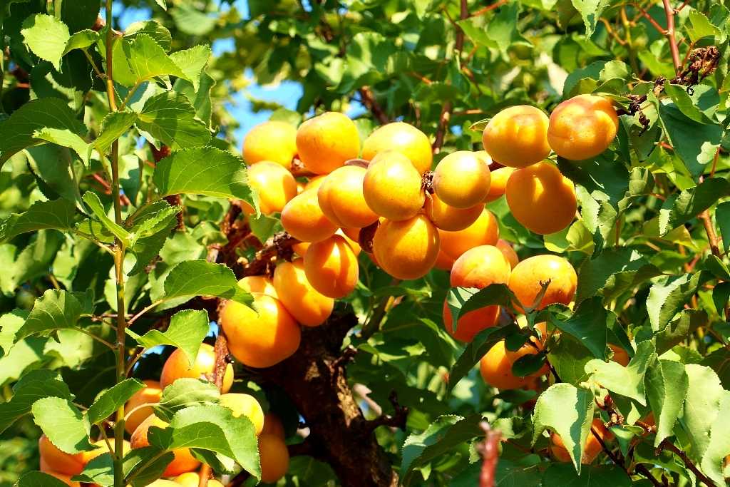 Описание и правила выращивания 15 лучших сортов абрикоса для подмосковья