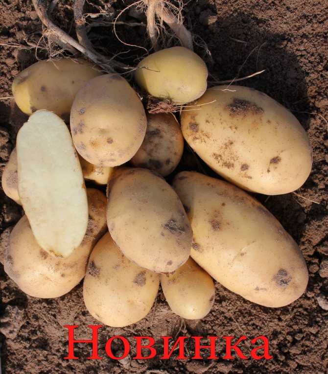 Лучшие сорта картофеля для подмосковья: ранние, урожайные, ультраранние