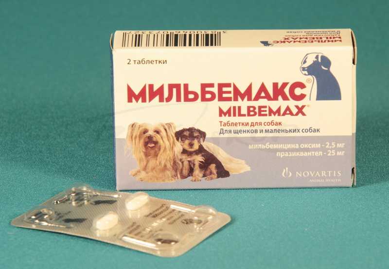 Лучшие глистогонные препараты для собак: топ-5