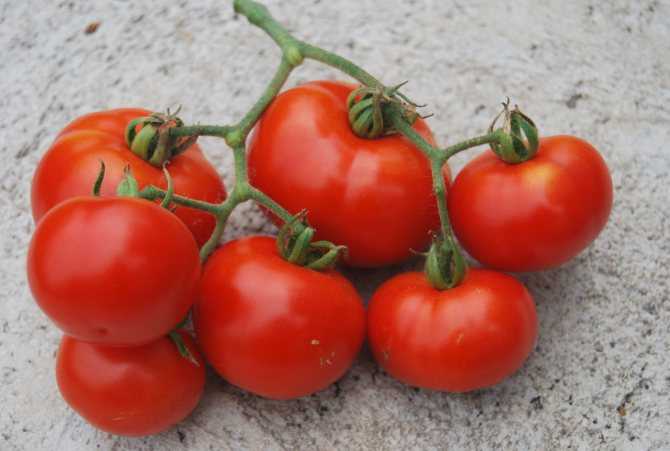 Самые лучшие и урожайные сорта томатов для теплиц