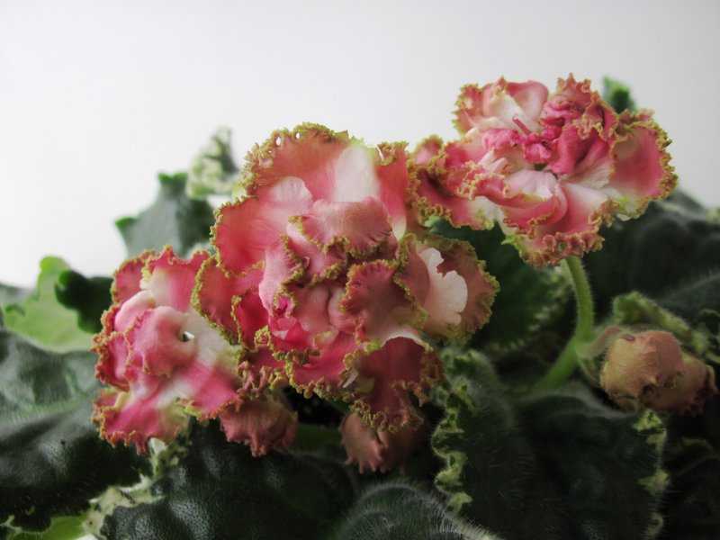 Сорта фиалок с самыми крупными цветами с фото, а также выращивание из семян многолетних разновидностей