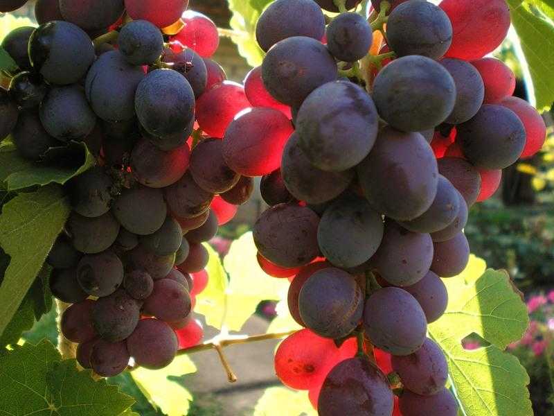 Лучшие неукрывные сорта винограда для Подмосковья, средней полосы   по отзывам садоводовлюбителей и экспертов Описание лучших зимостойких сортов винограда, фото, отзывы