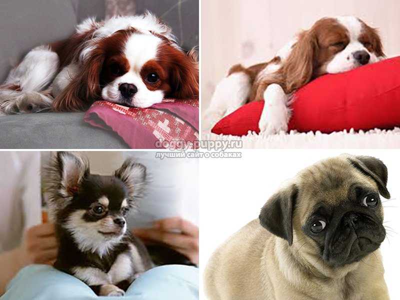 Собаки средних размеров для квартиры: короткошерстные, гладкошерстные, спокойные, домашние, для ребенка - лучшие породы для содержания с фото