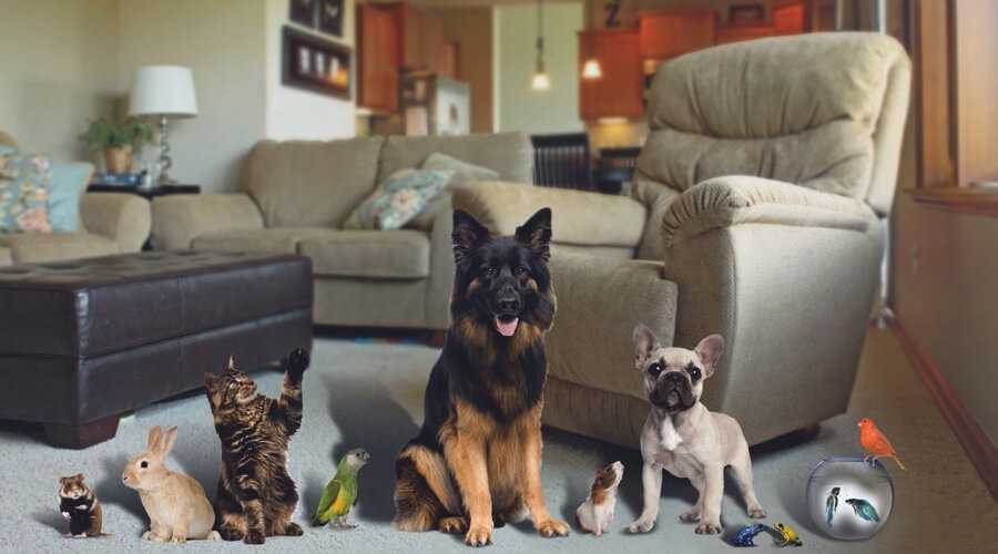 Топ-24 лучших собак для квартиры всех размеров