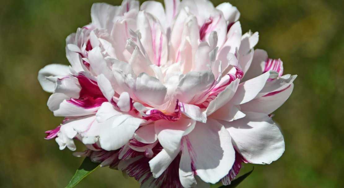 Пион травянистый: самые красивые сорта (фото), розовые, желтые, белые и другие, посадка в горшке или саду
