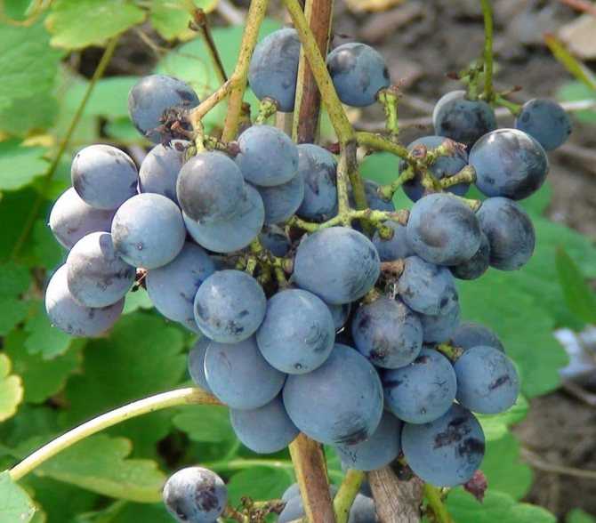 Лучшие сорта винограда для подмосковья с фото и описанием, посадка и уход