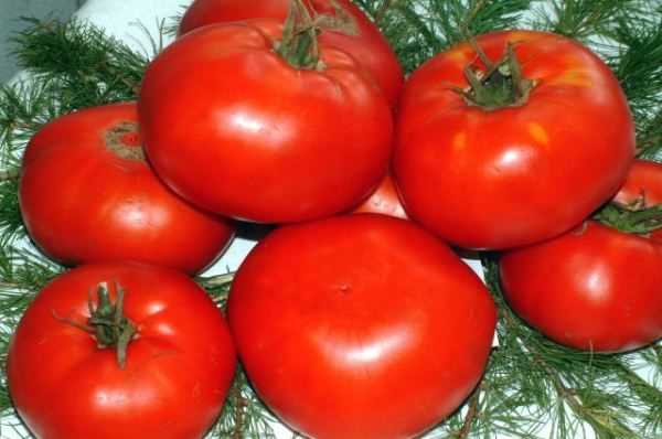 Описания лучших сортов томатов для отдельных регионов на 2021 год