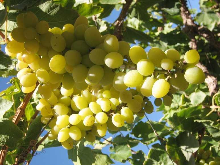 Лучшие сорта винограда в 2020 году: самые урожайные