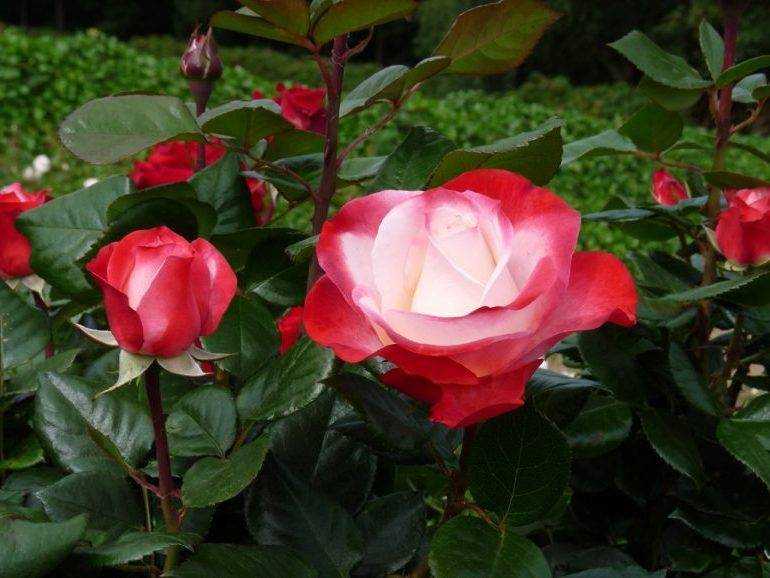 Плетистые розы: особенности посадки и выращивания, размножение и обрезка, фотографии использования роз в ландшафтном дизайне