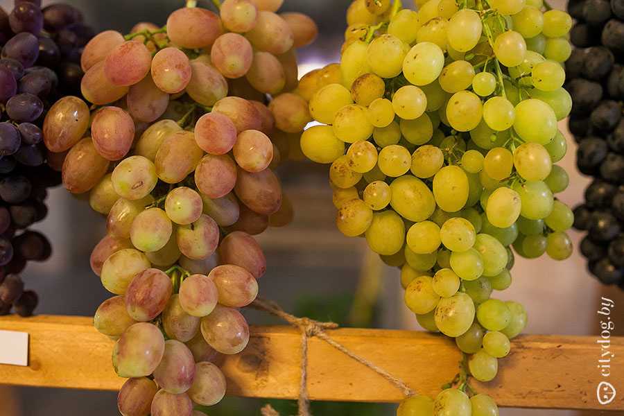 Сорта винограда для белого вина – топ лучших